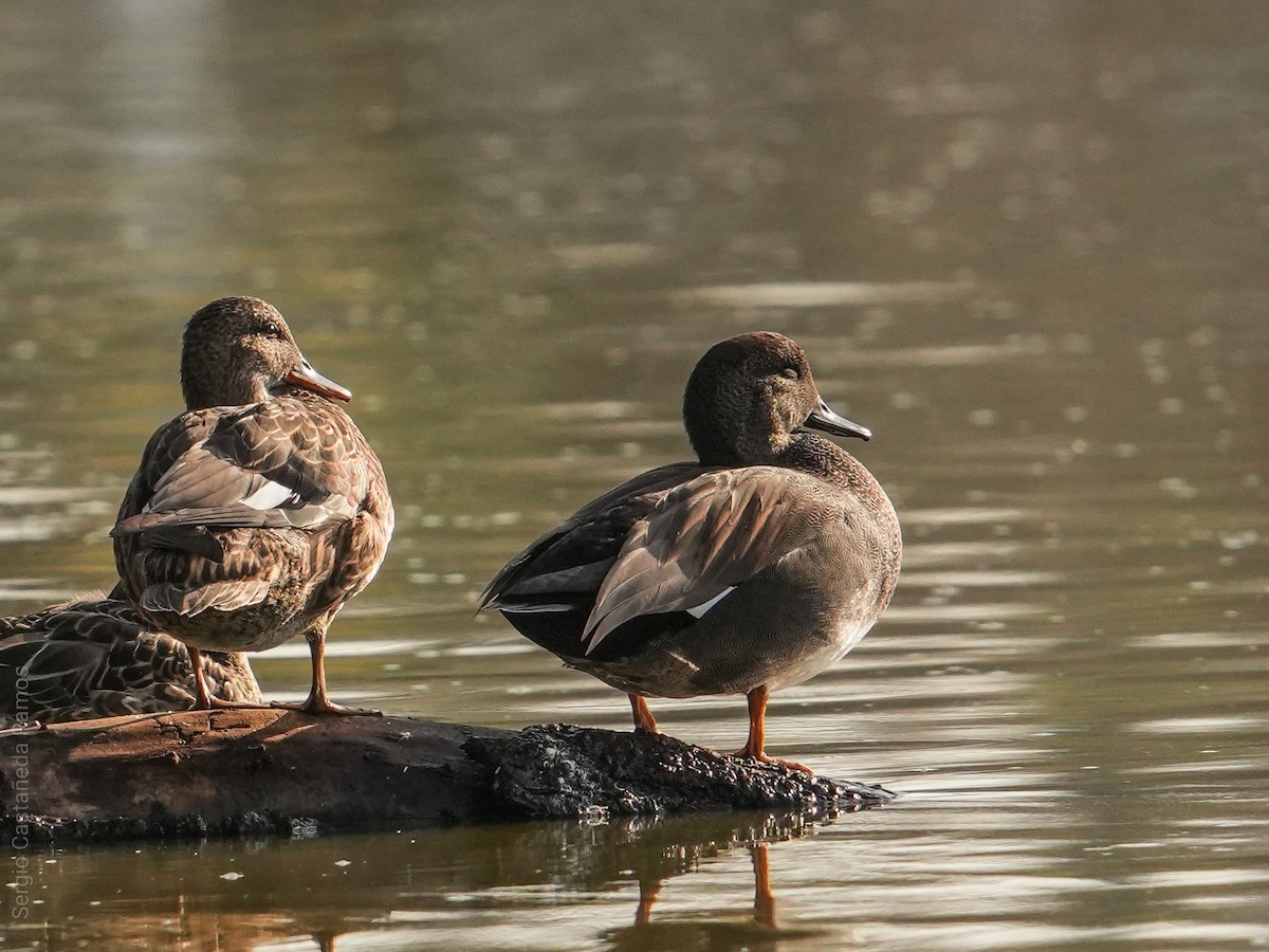 kopřivka obecná - ML646240706