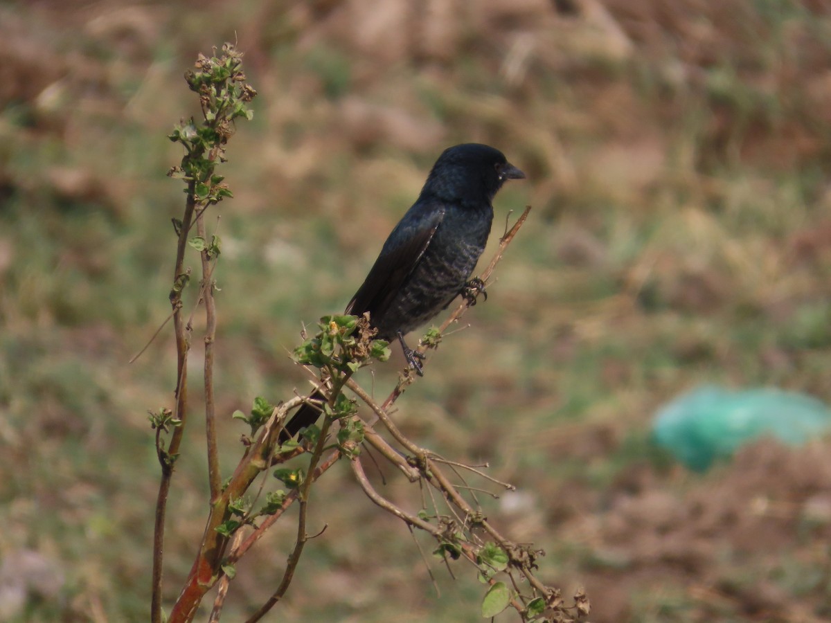 drongo černý - ML646240711