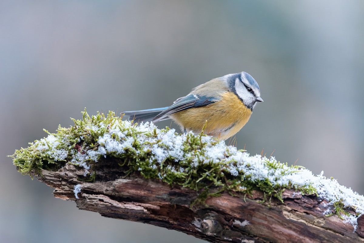 sýkora modřinka - ML646240712