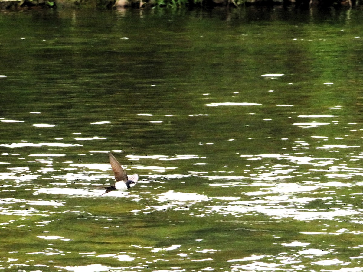 vlaštovka límcová - ML646240713