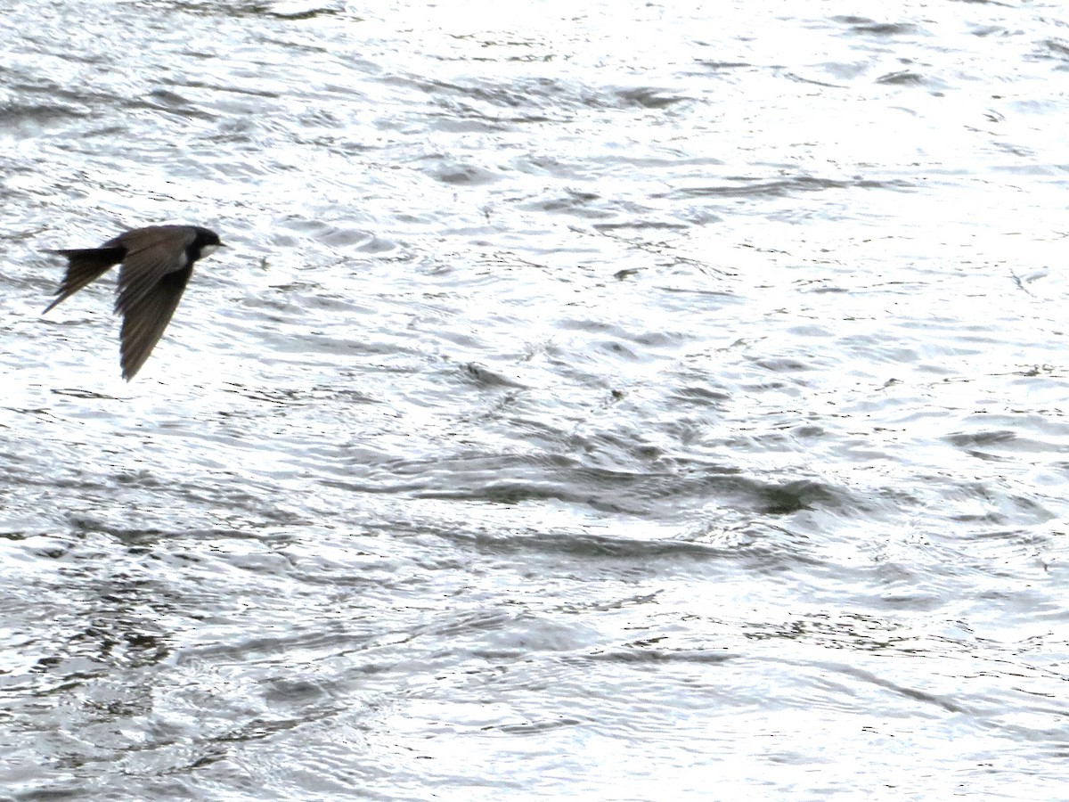 vlaštovka límcová - ML646240714