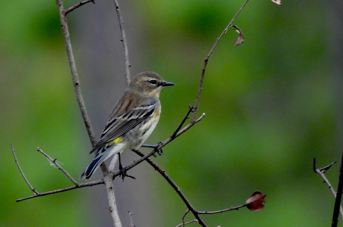 lesňáček žlutoskvrnný - ML646240715