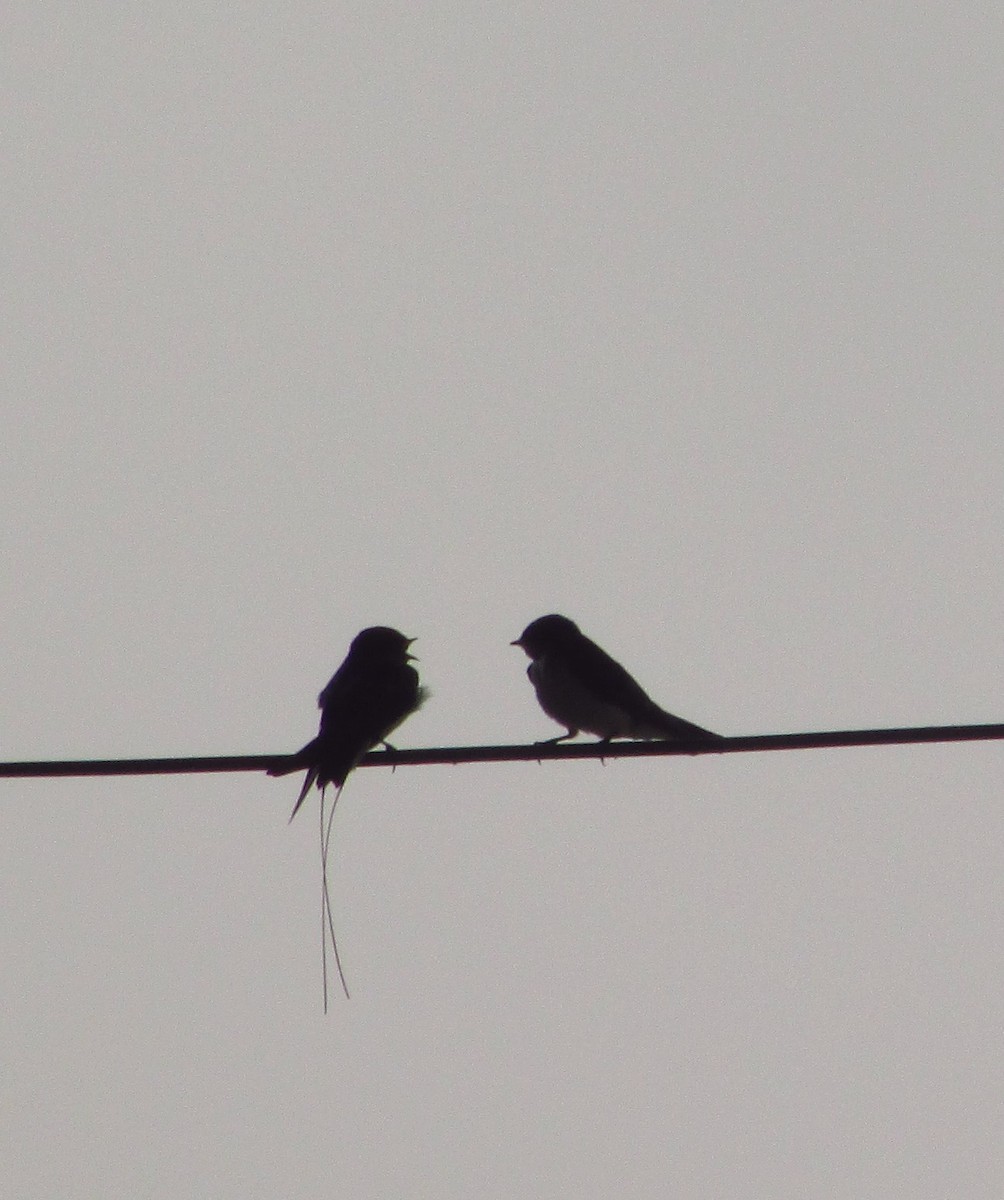 vlaštovka dlouhoocasá - ML646240716