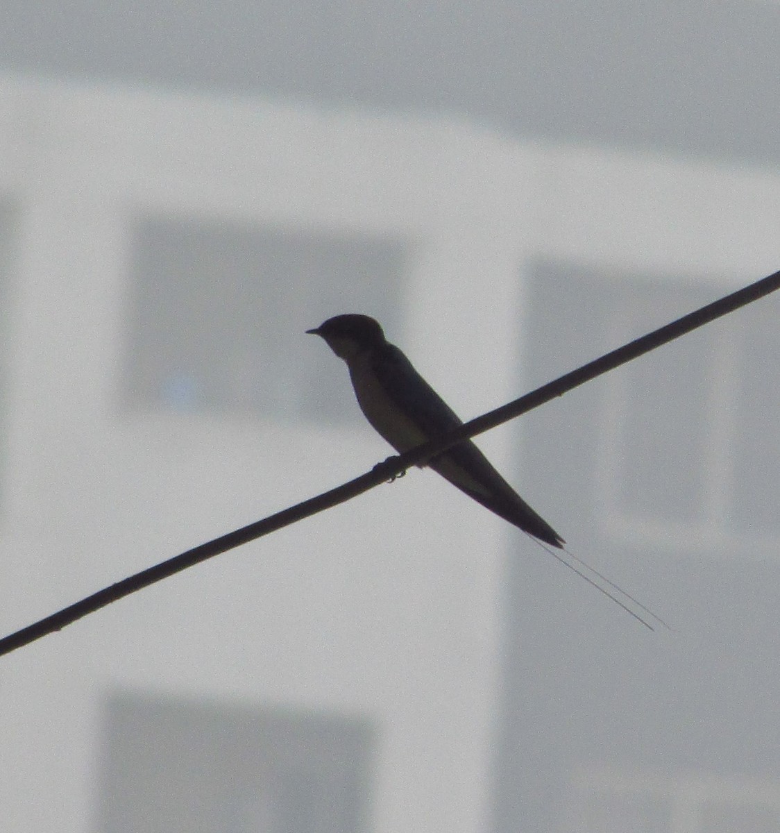 vlaštovka dlouhoocasá - ML646240717