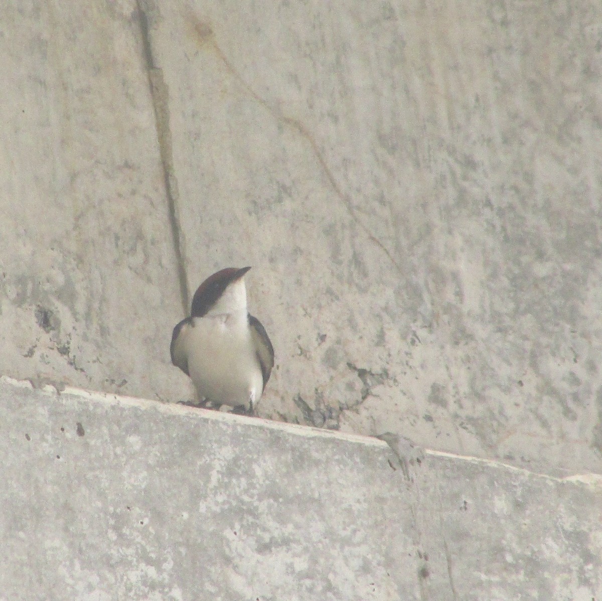 vlaštovka dlouhoocasá - ML646240718