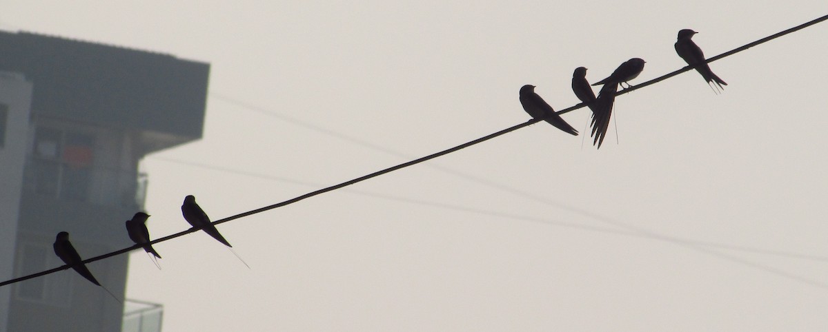 vlaštovka dlouhoocasá - ML646240719