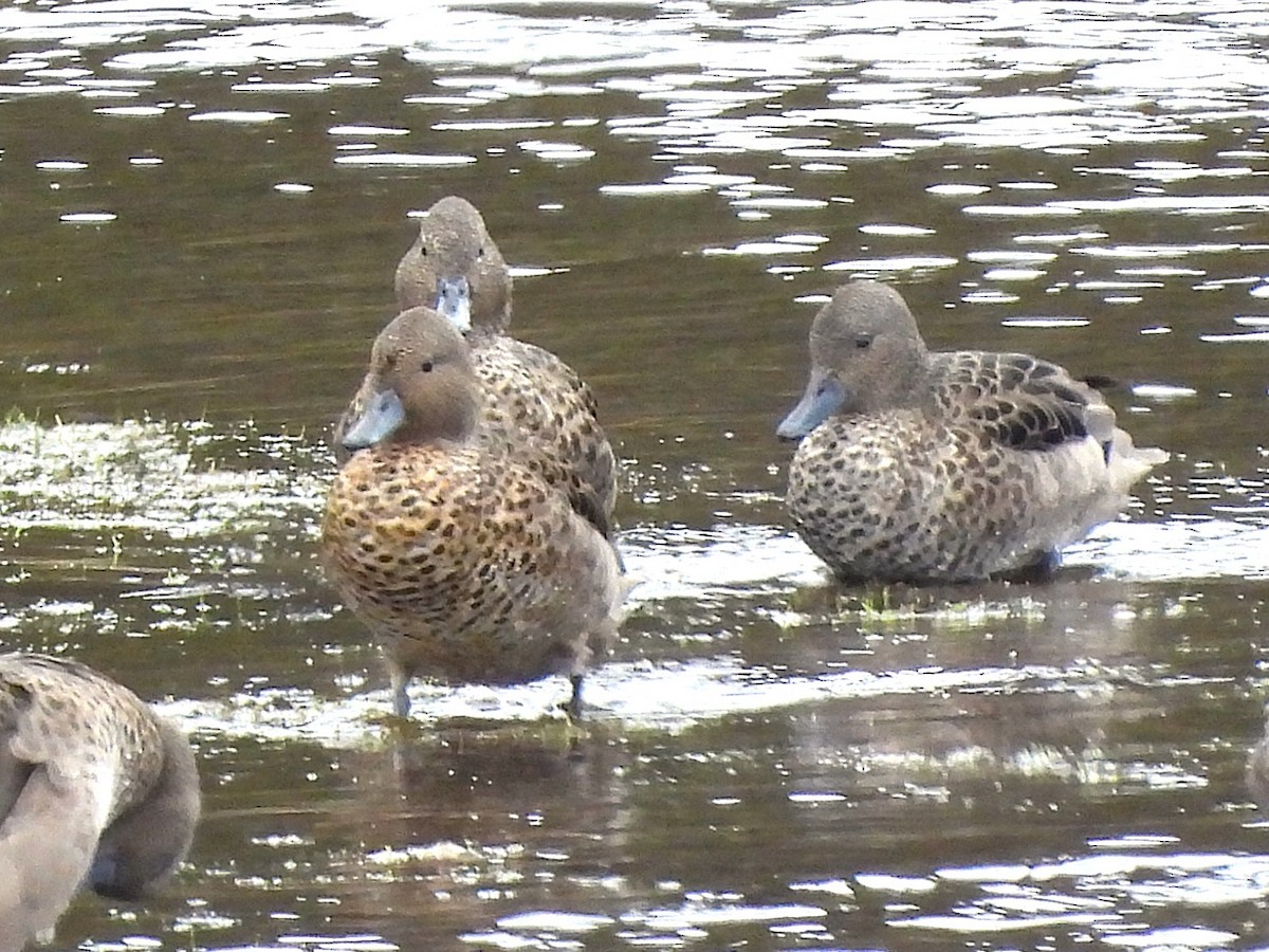 čírka andská - ML646240723