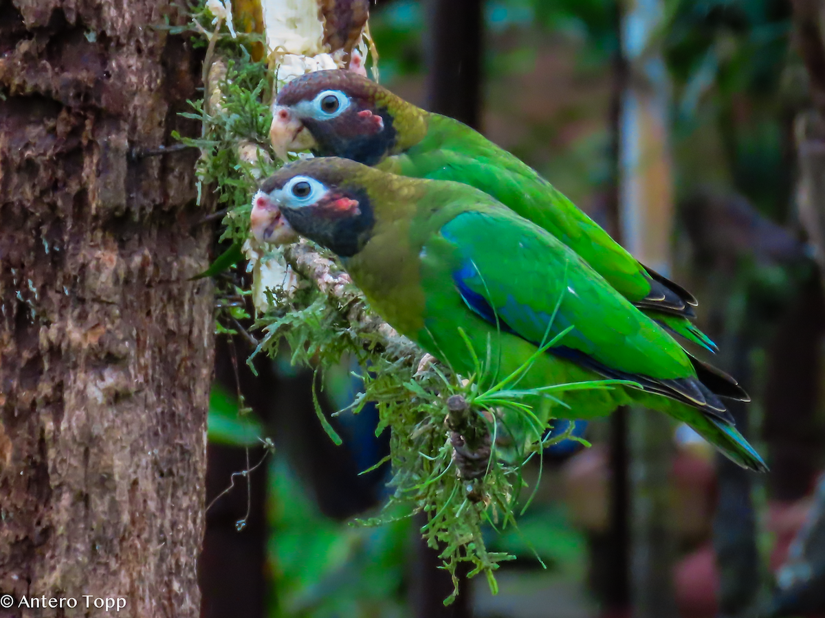 amazónek hnědohlavý - ML646240724