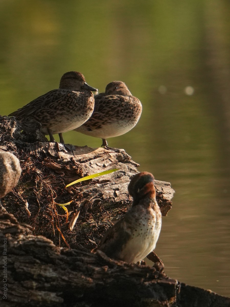 čírka obecná - ML646240727