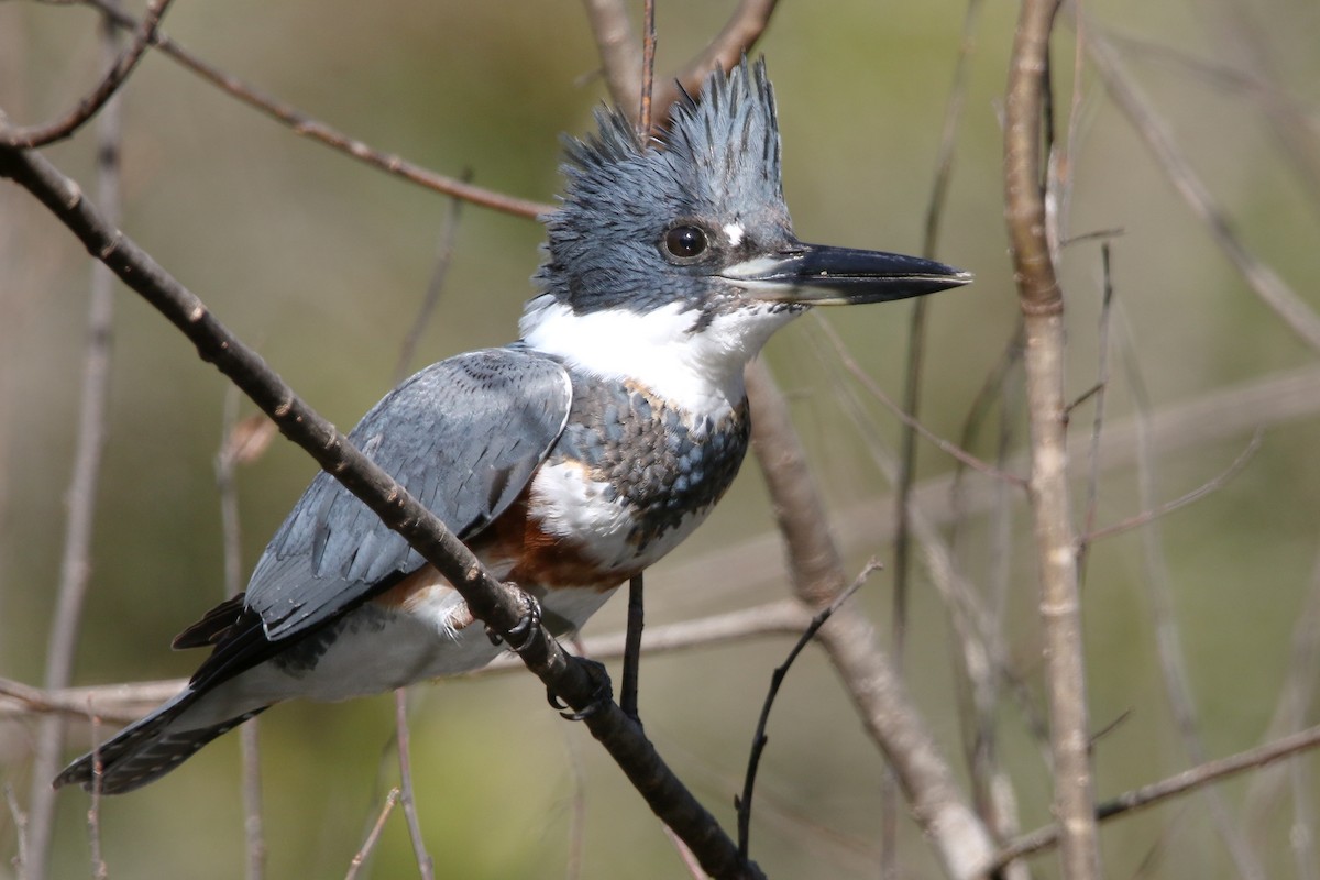 rybařík pruhoprsý - ML646240728