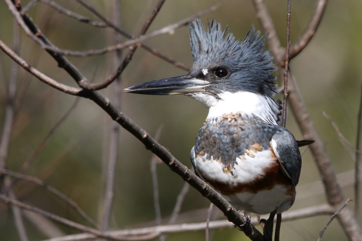 rybařík pruhoprsý - ML646240729