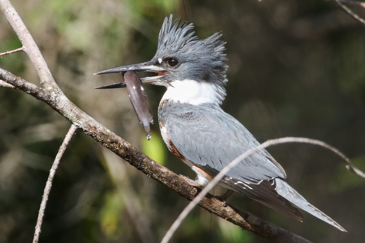 Belted Kingfisher - ML646240730