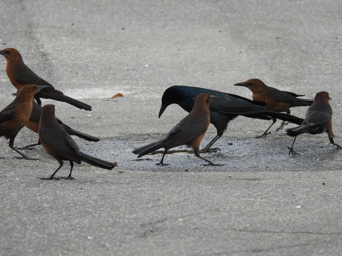 vlhovec člunoocasý - ML646240736