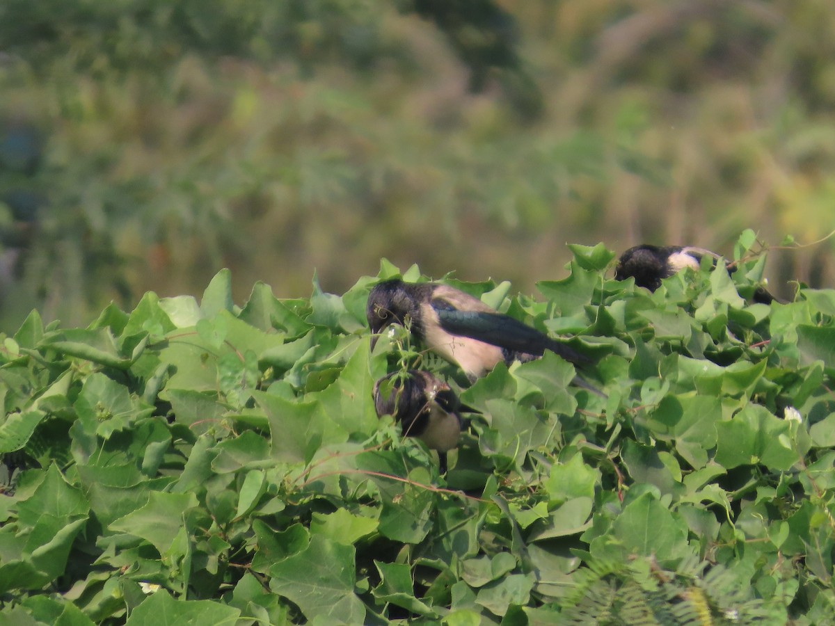 špaček růžový - ML646240738