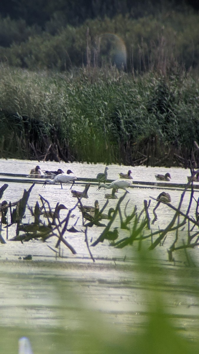 kolpík bílý - ML646240739