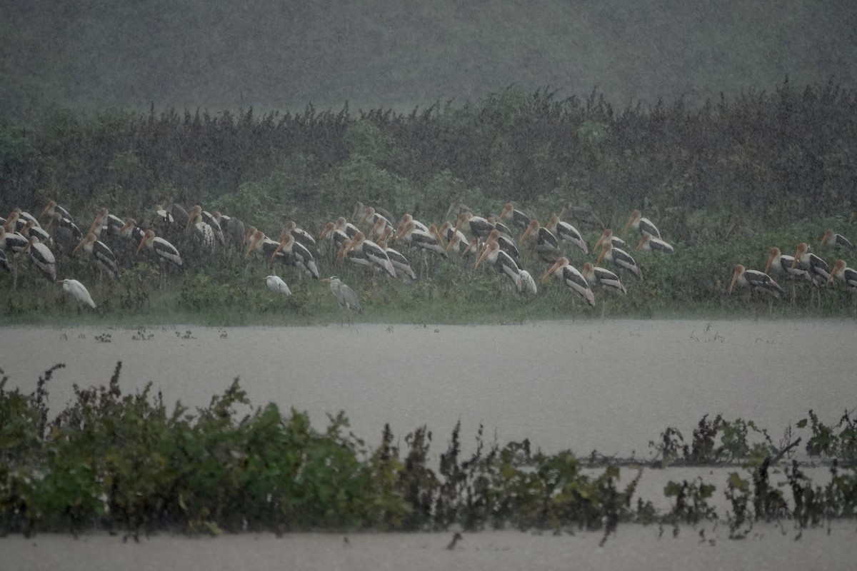 Painted Stork - ML646240742