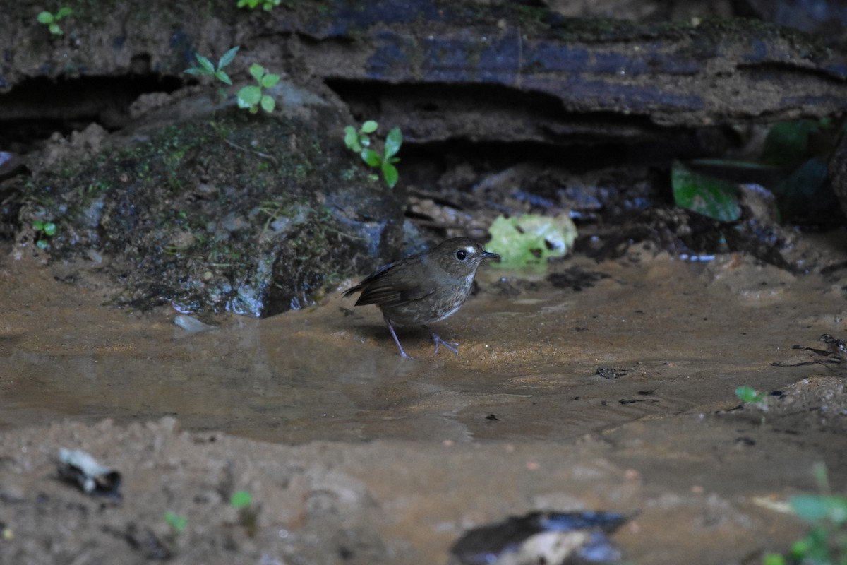 Lesser Shortwing - ML646240743