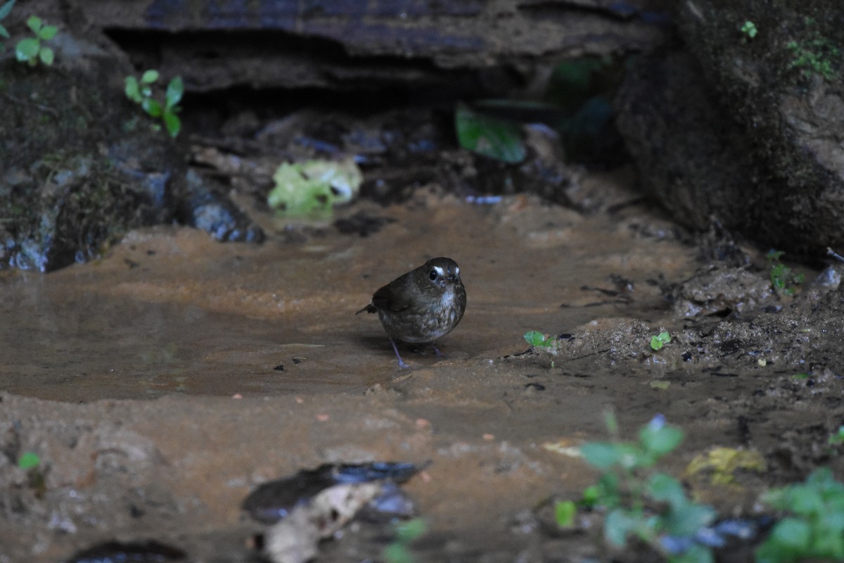 Lesser Shortwing - ML646240749