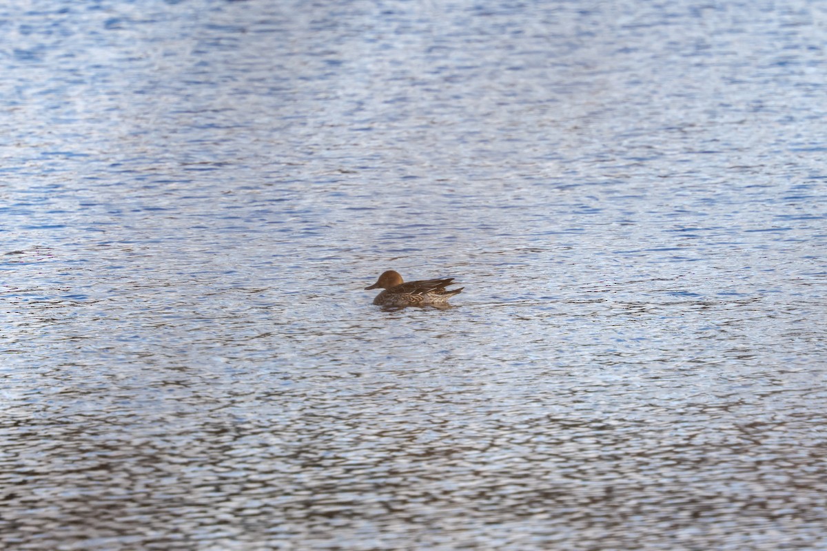 Northern Pintail - ML646240755