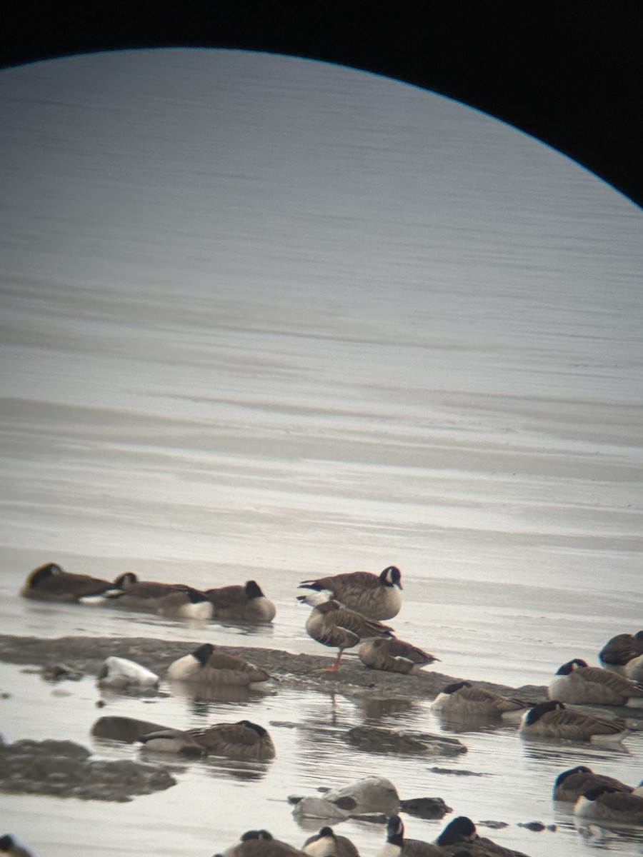 Greater White-fronted Goose - ML646240757