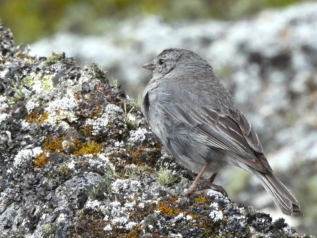 Plumbeous Sierra Finch - ML646240762