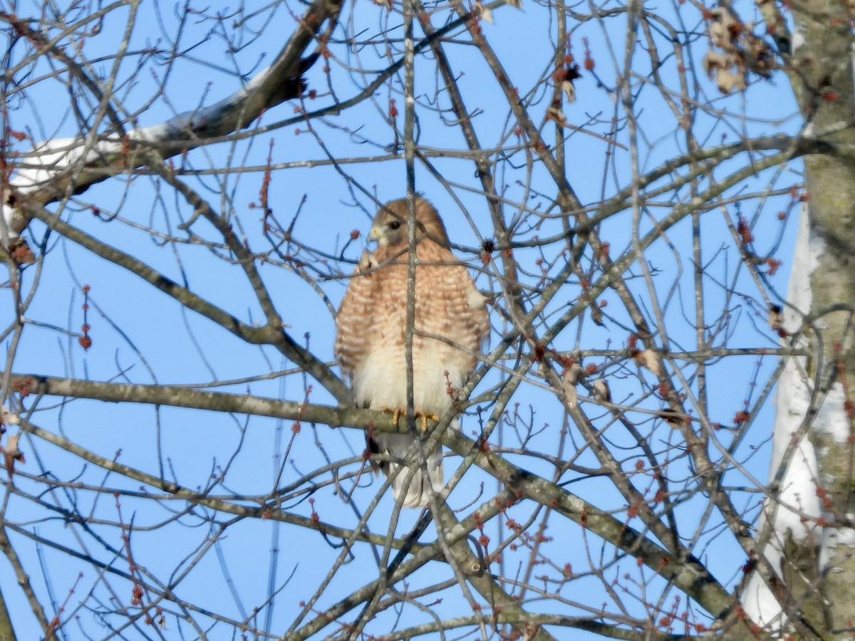 Red-shouldered Hawk - ML646240766