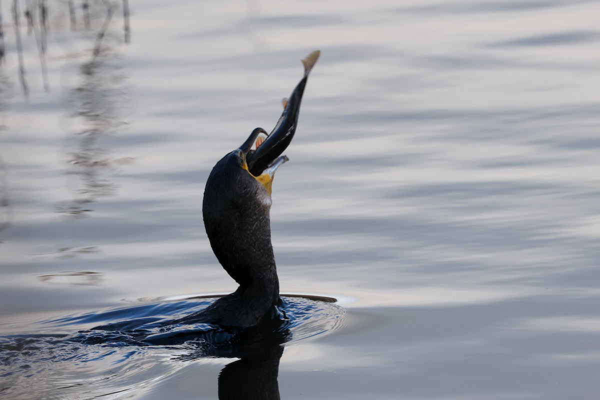 Great Cormorant - ML646240768