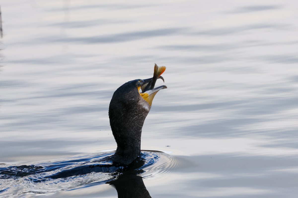 Great Cormorant - ML646240769