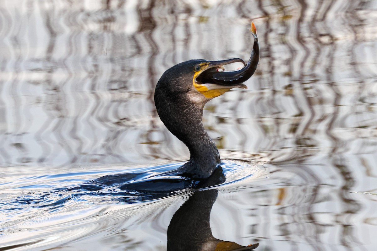 Great Cormorant - ML646240770