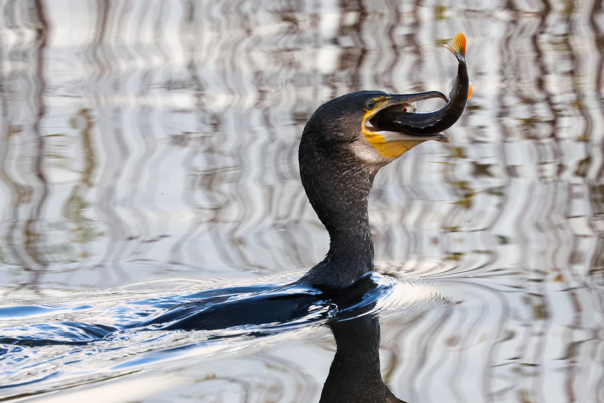 Great Cormorant - ML646240771