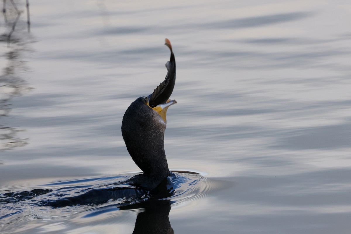 Great Cormorant - ML646240772