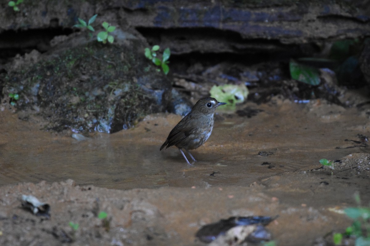 Lesser Shortwing - ML646240795