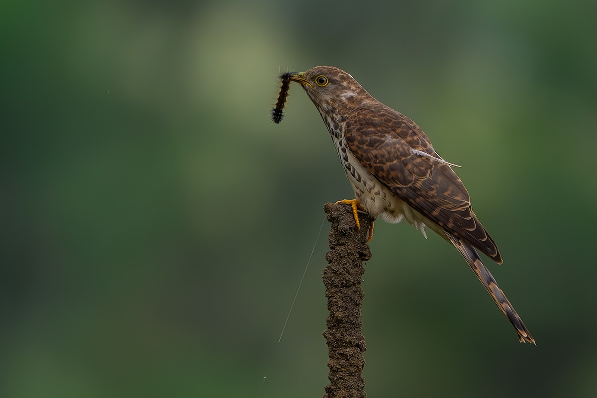Common Hawk-Cuckoo - ML646240800
