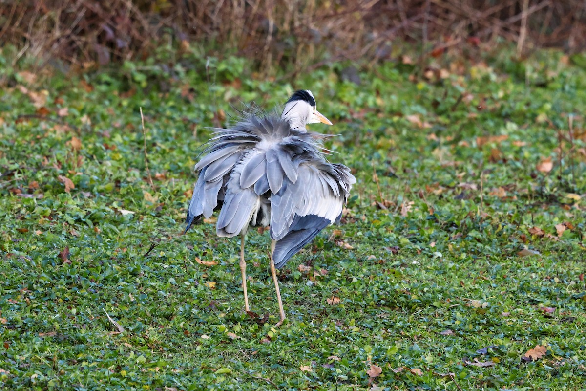 Gray Heron - ML646240802