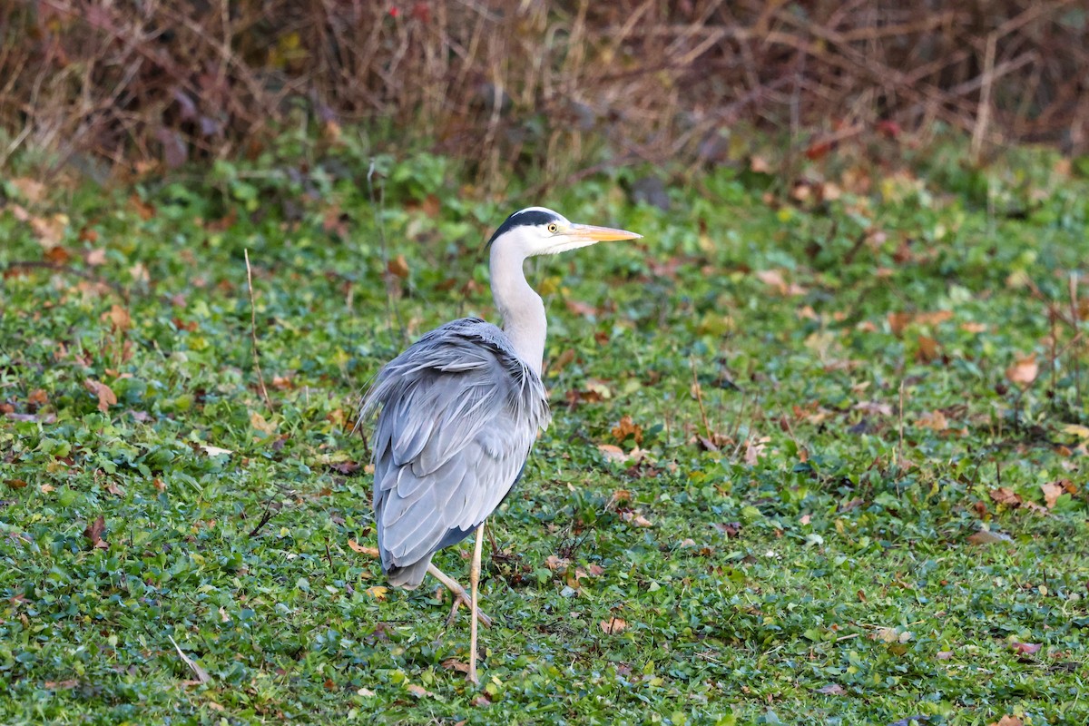 Gray Heron - ML646240803