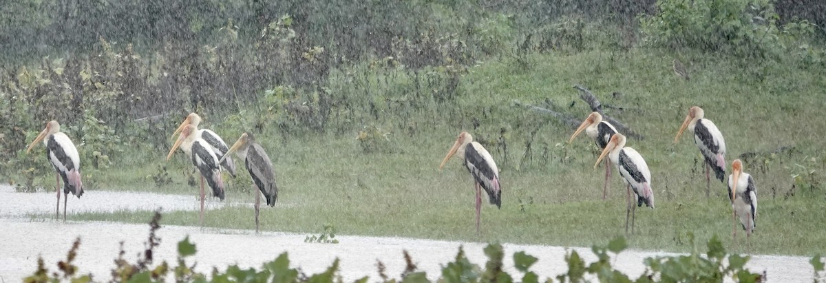 Painted Stork - ML646240806