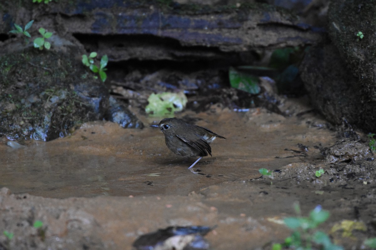 Lesser Shortwing - ML646240808