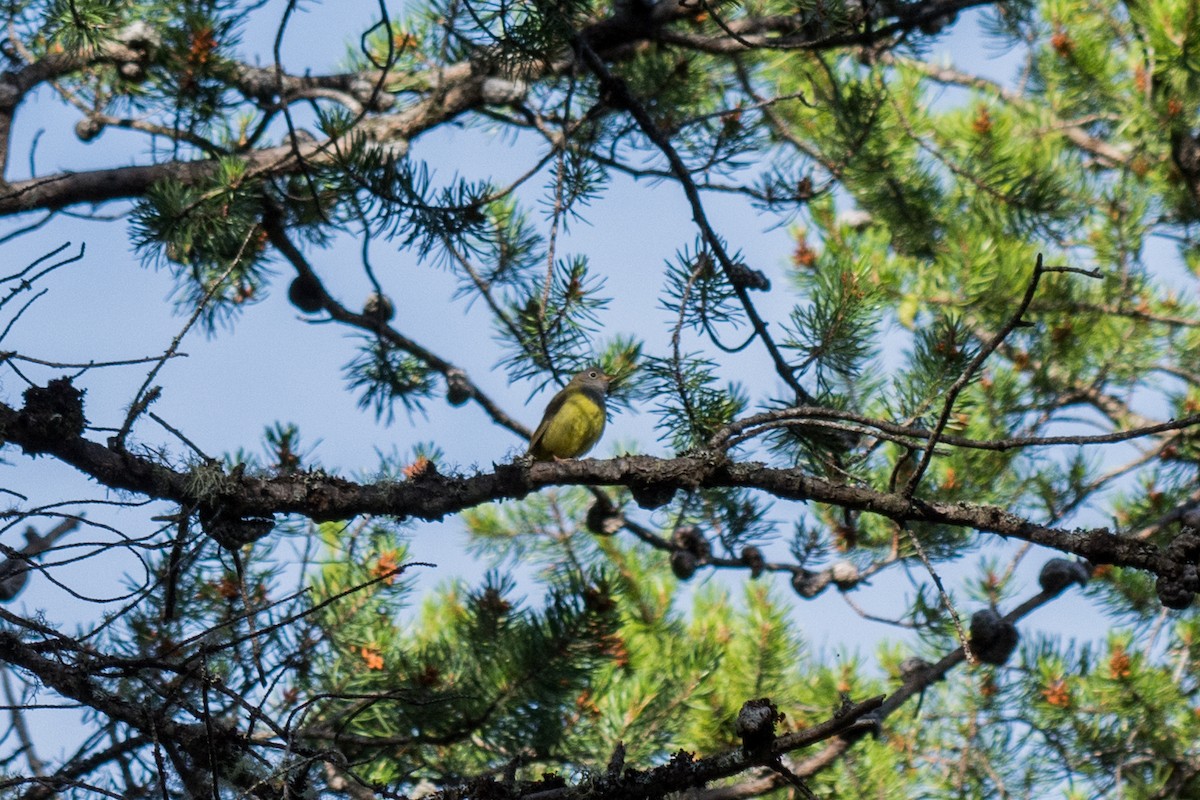 ハイムネアメリカムシクイ - ML646240809