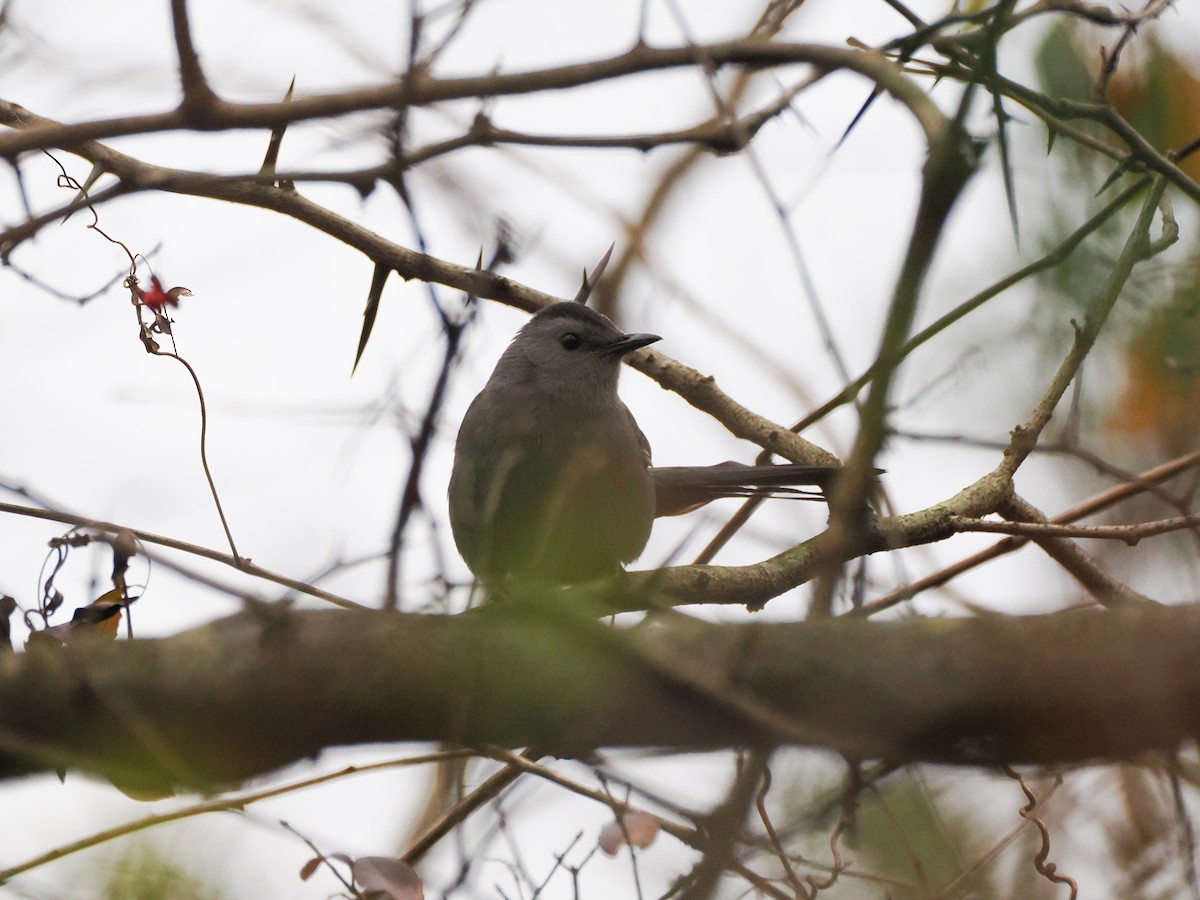 Gray Catbird - ML646240812