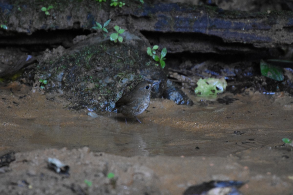 Lesser Shortwing - ML646240814