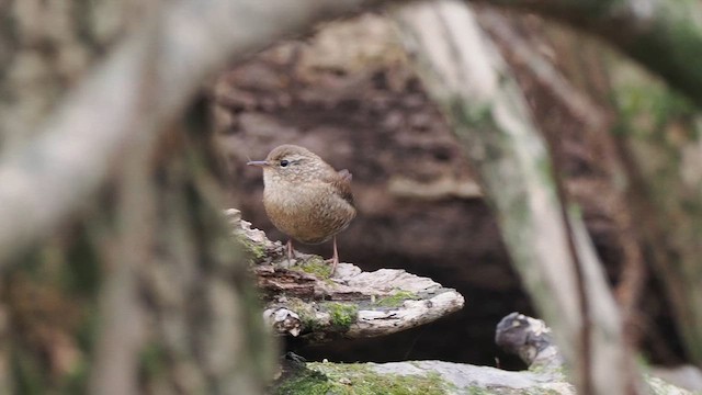 Winter Wren - ML646240823
