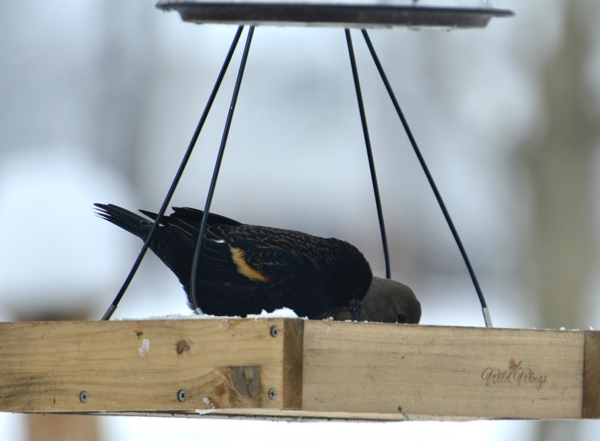 Red-winged Blackbird - ML646240824