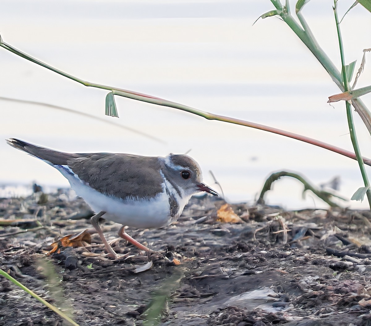 Chorlitejo Tricollar - ML646240826