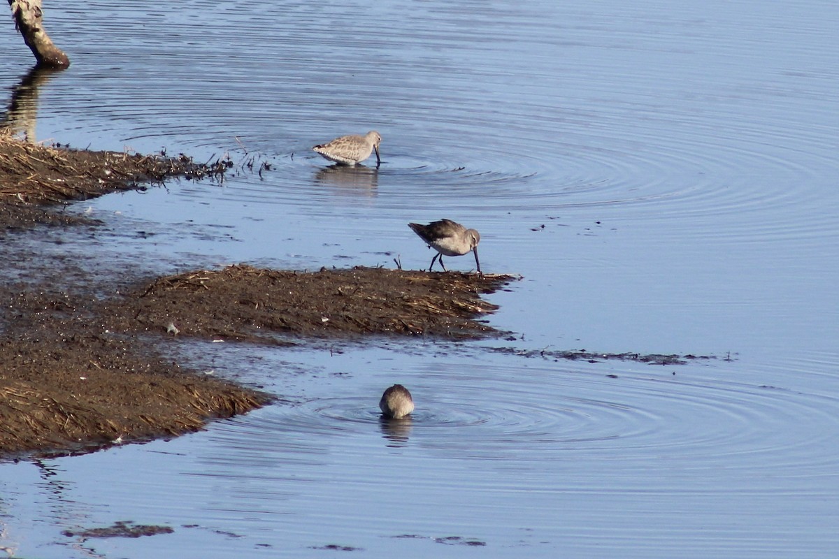 長嘴半蹼鷸 - ML646240827