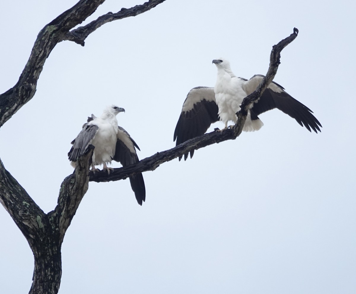 White-bellied Sea-Eagle - ML646240829
