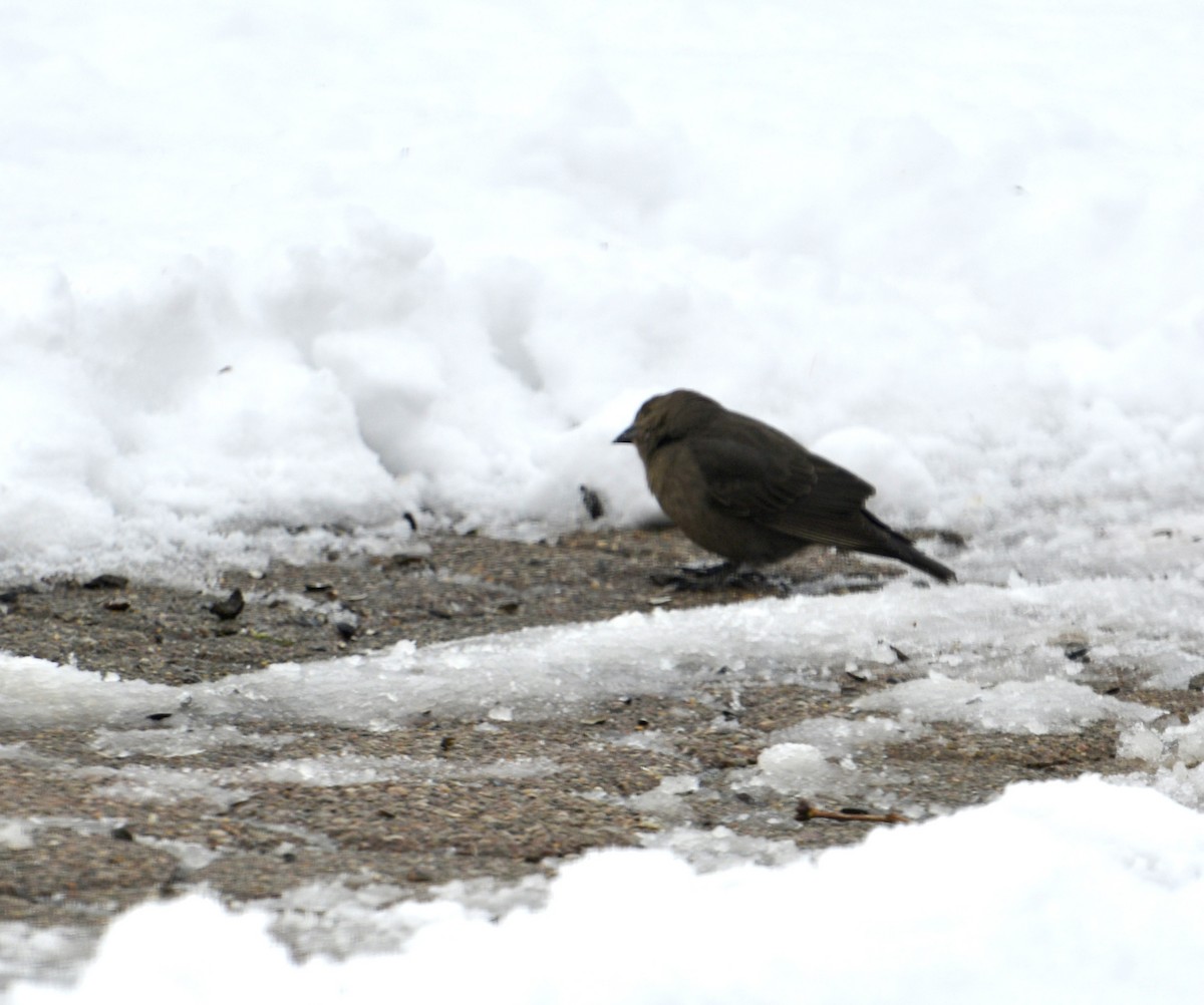 Braunkopf-Kuhstärling - ML646240832