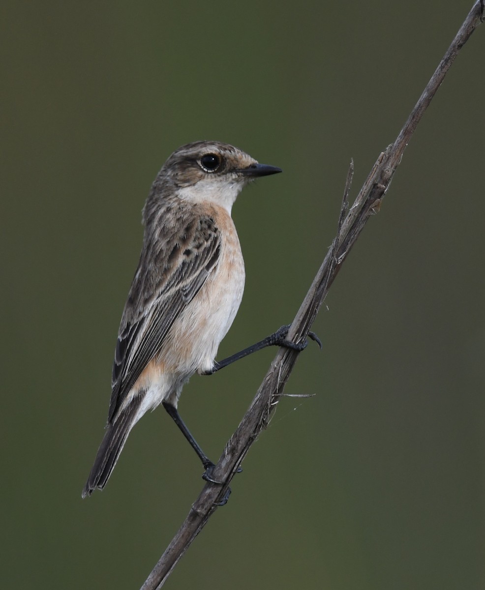 Siberian Stonechat - ML646240834