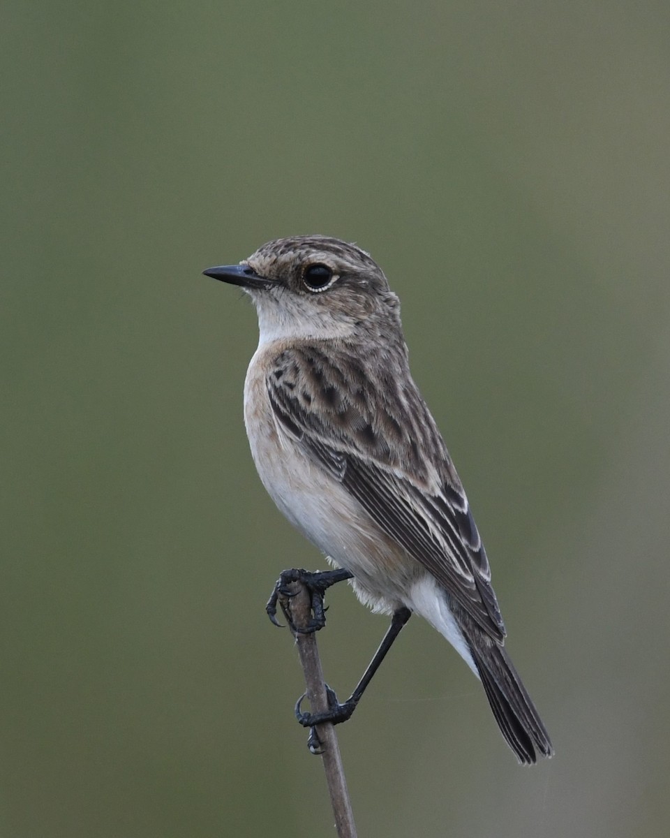 Siberian Stonechat - ML646240836