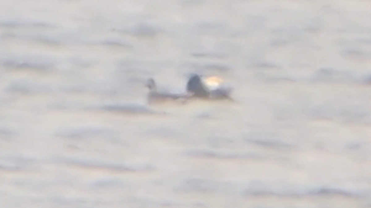 Мөнгөлөг шунгаахай - ML646240838