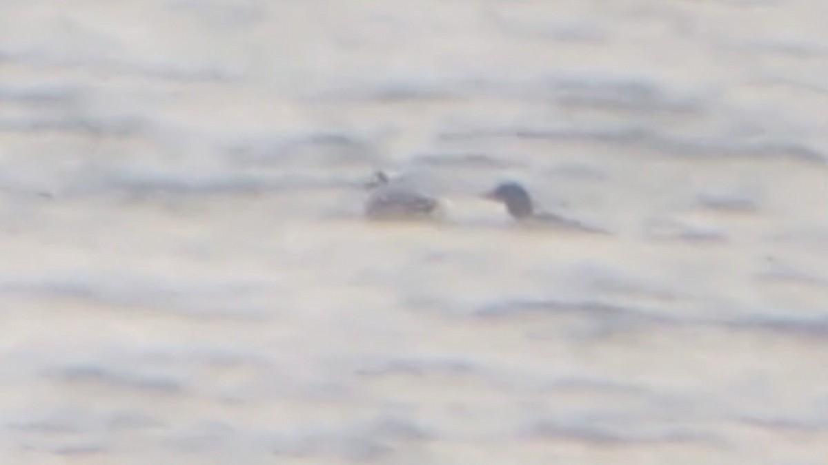 Мөнгөлөг шунгаахай - ML646240839